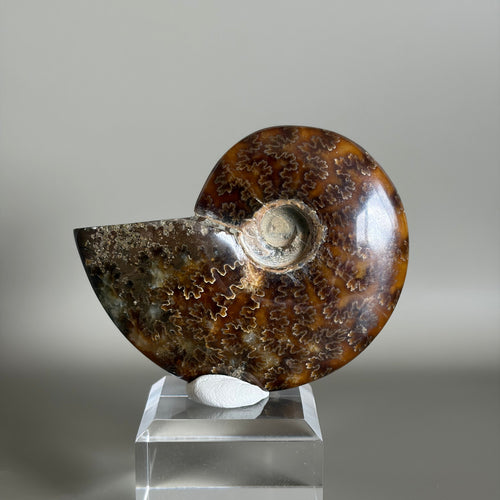 Ammonite Fossil 001