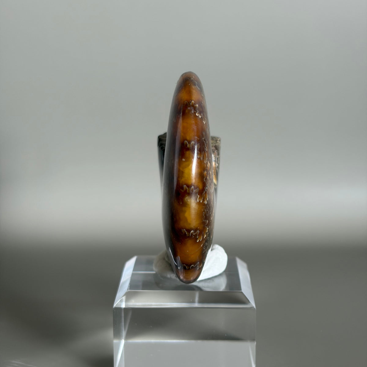 Ammonite Fossil 001