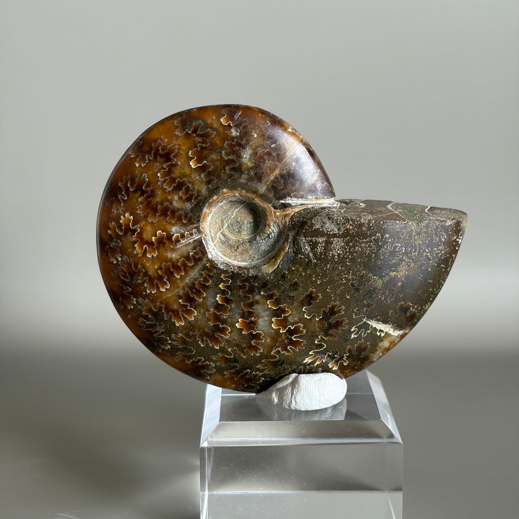 Ammonite Fossil 001