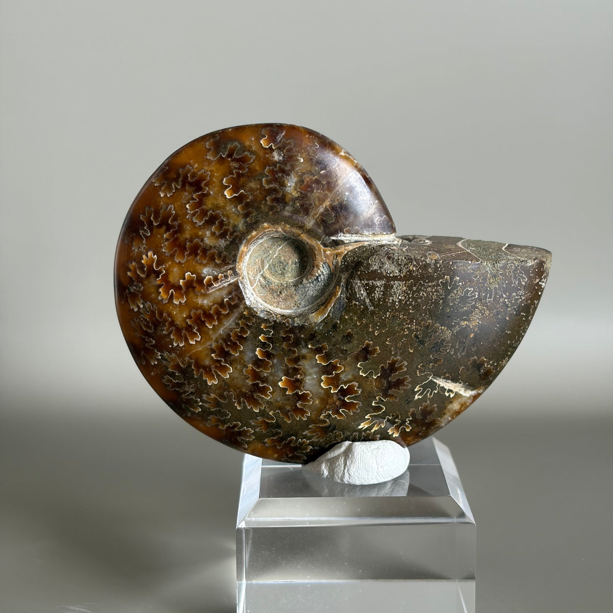 Ammonite Fossil 001