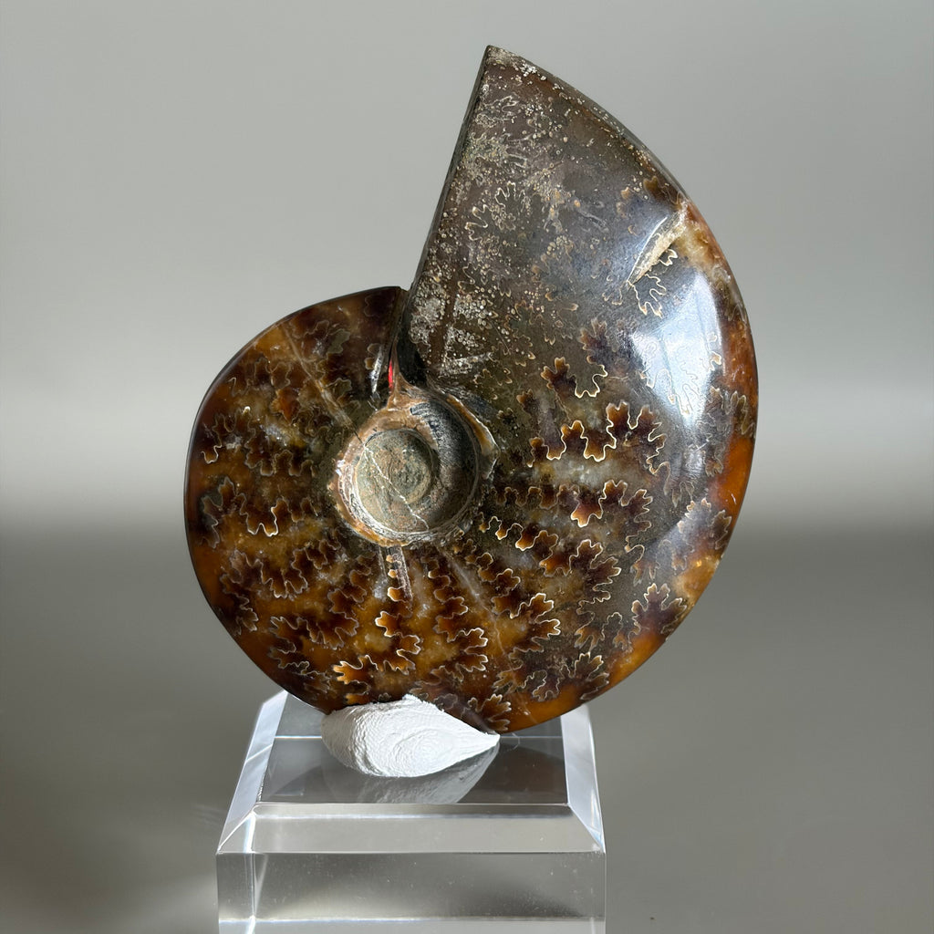 Ammonite Fossil 001