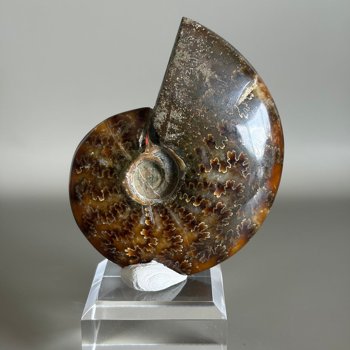Ammonite Fossil 001