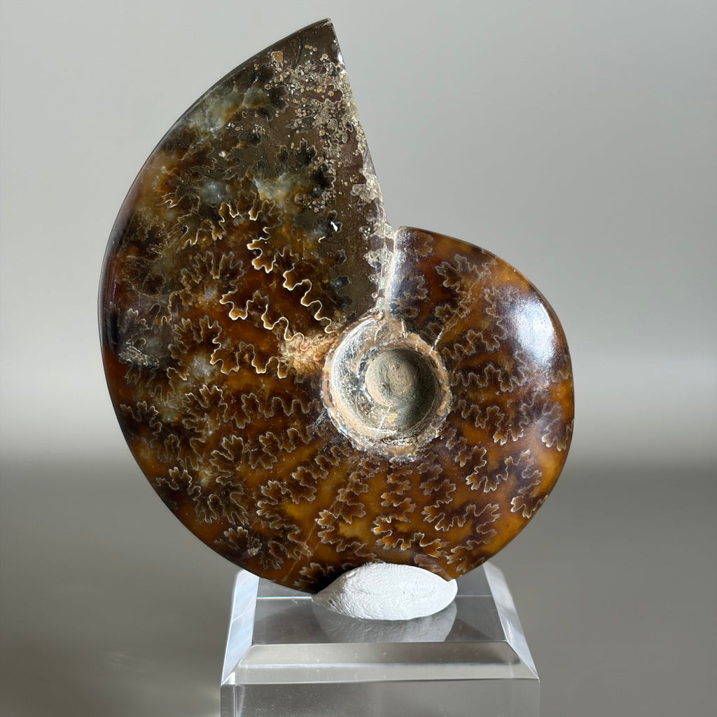 Ammonite Fossil 001