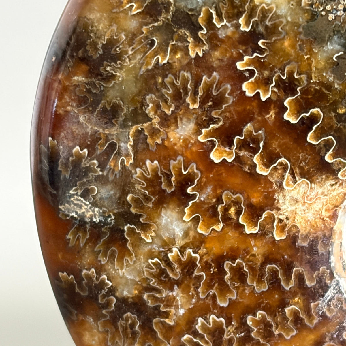 Ammonite Fossil 001