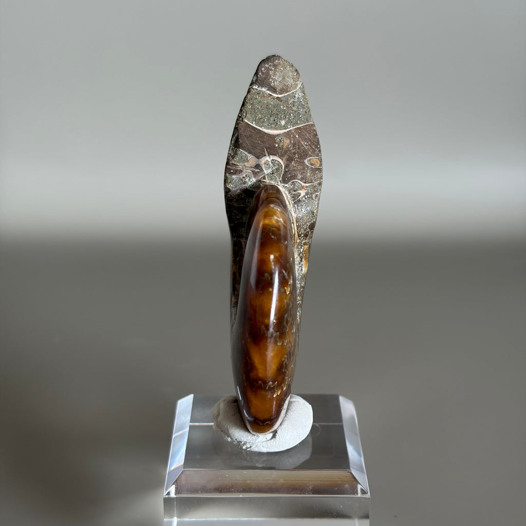 Ammonite Fossil 001