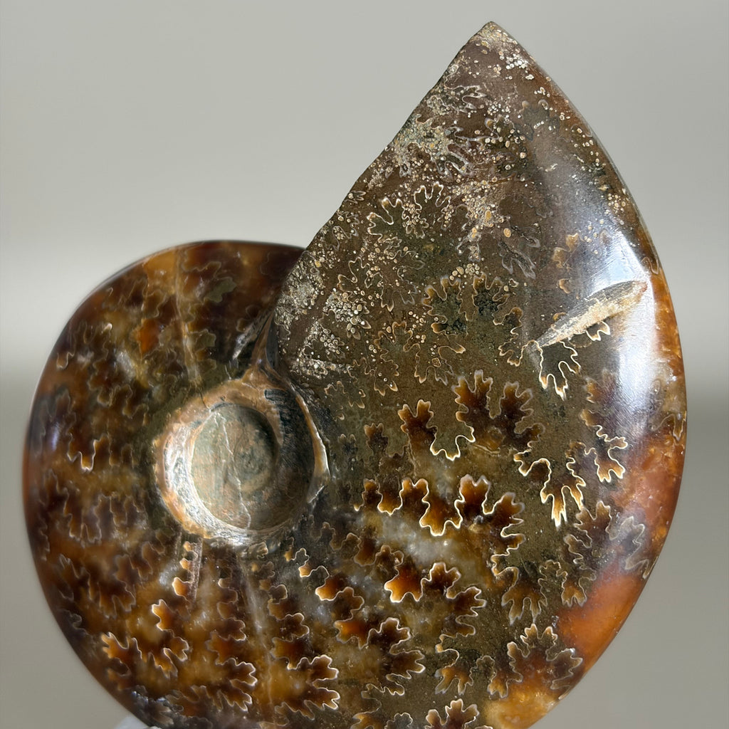 Ammonite Fossil 001