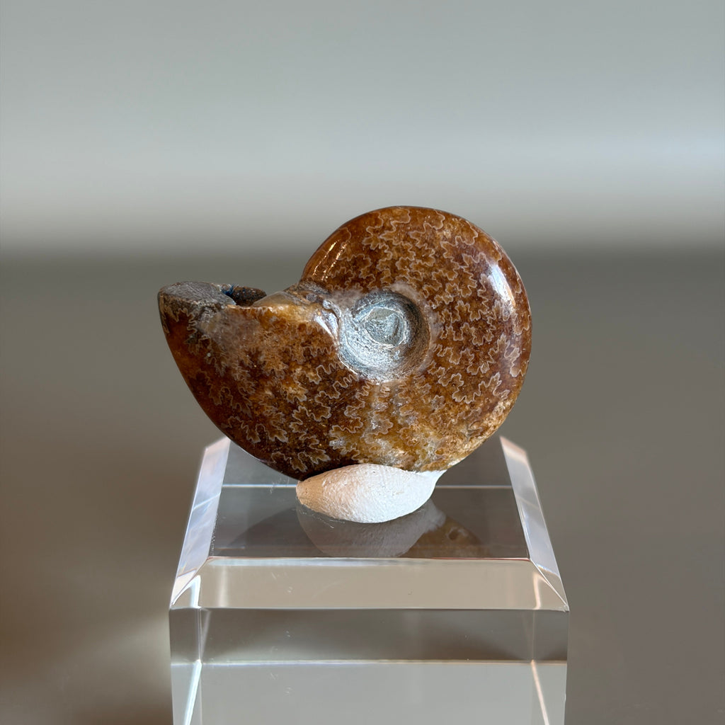 Ammonite Fossil 004
