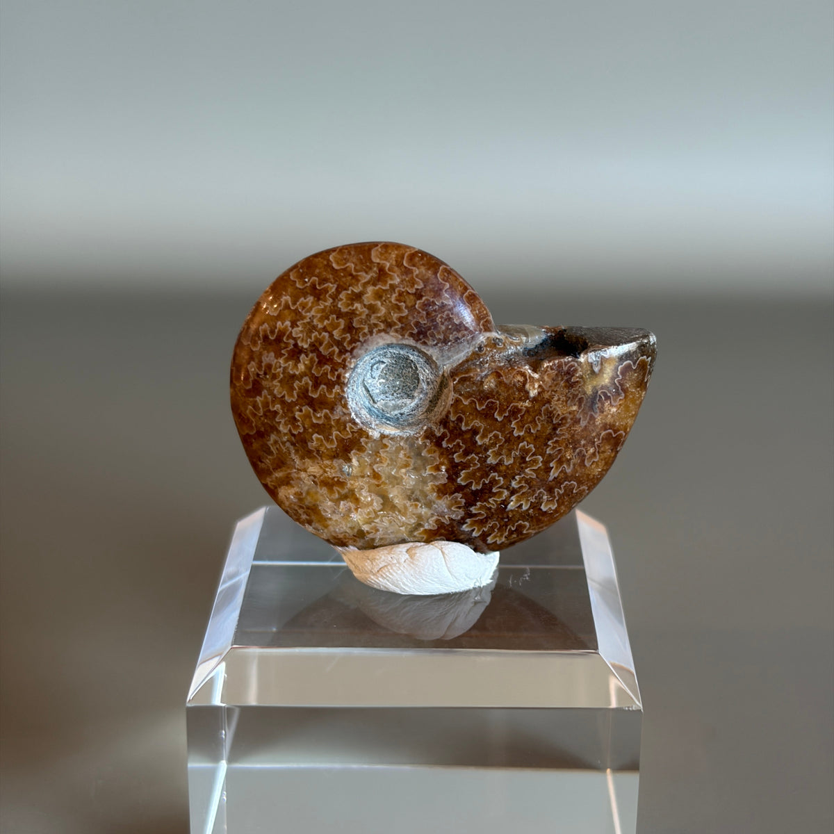 Ammonite Fossil 004