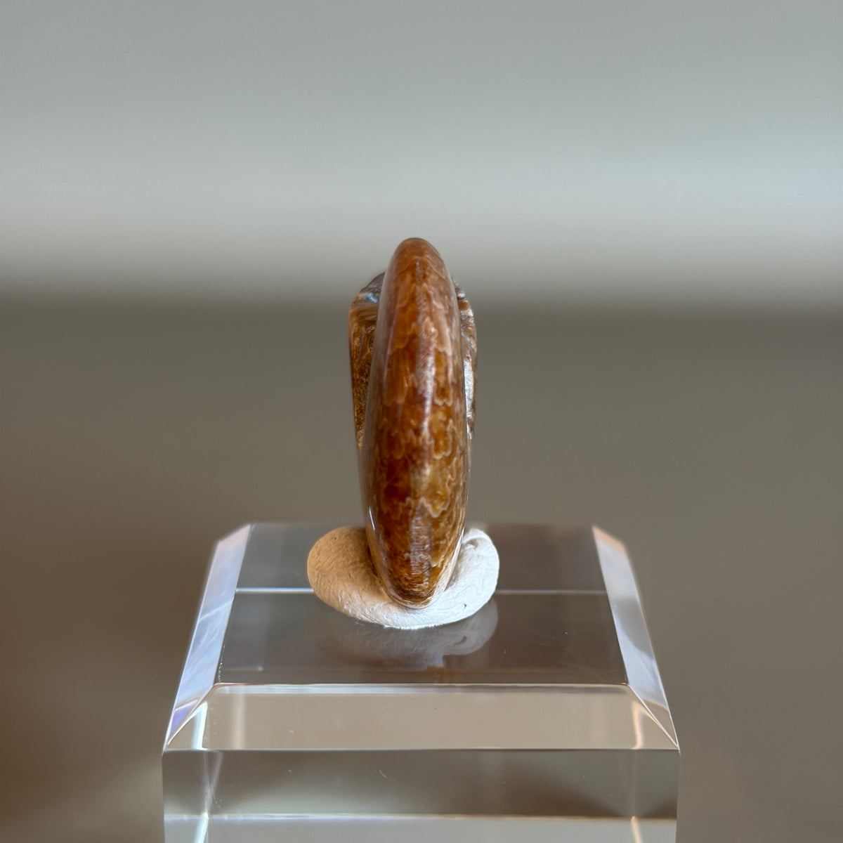 Ammonite Fossil 004