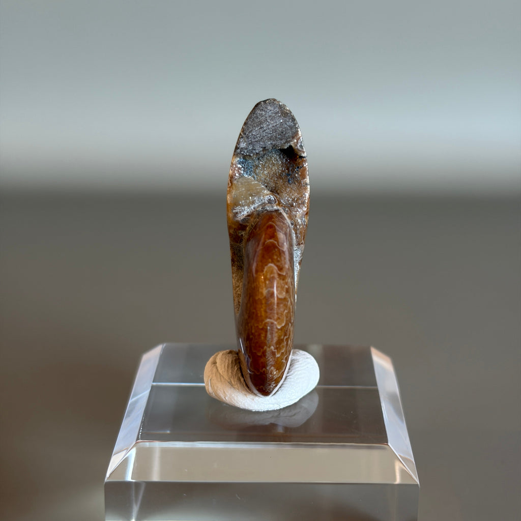 Ammonite Fossil 004