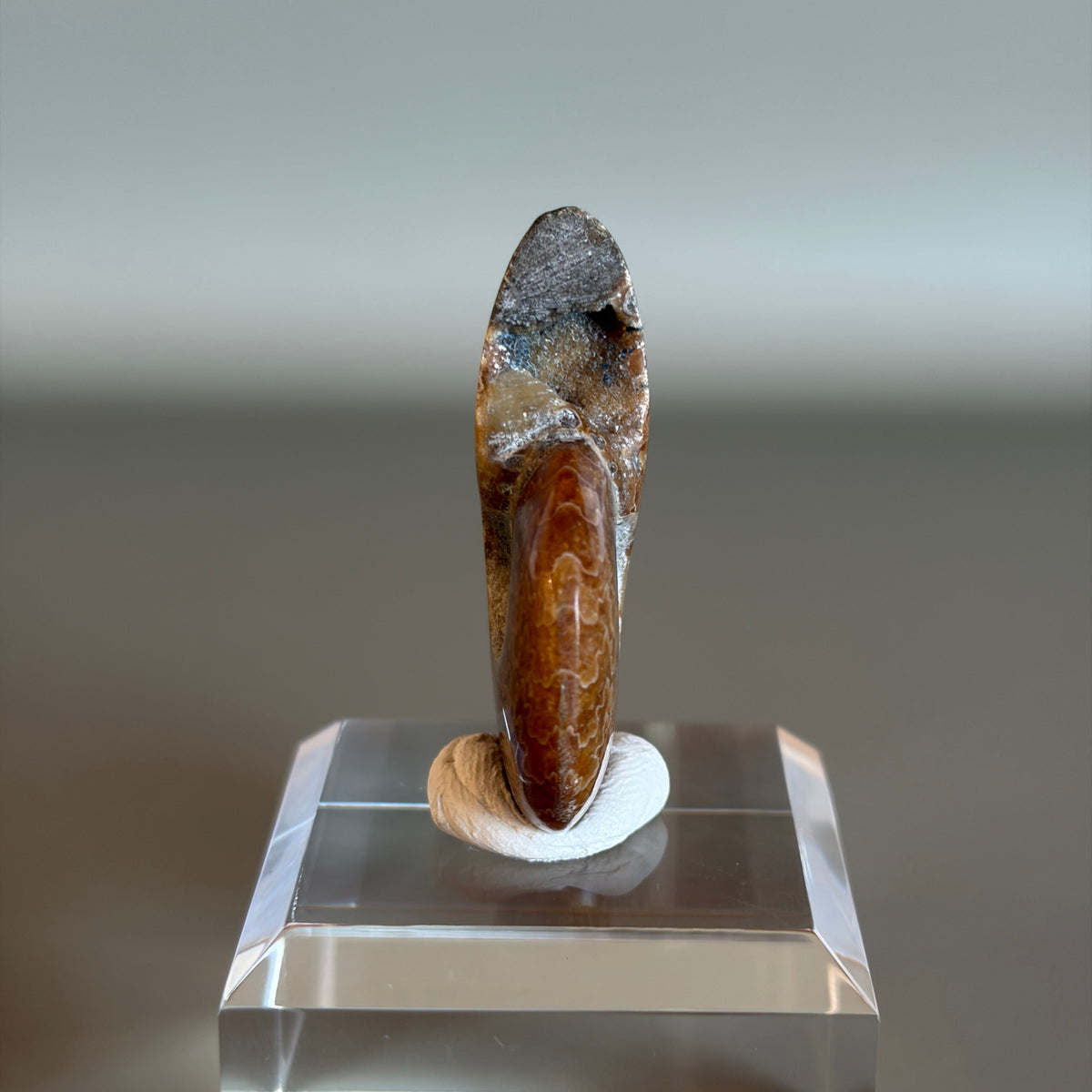 Ammonite Fossil 004