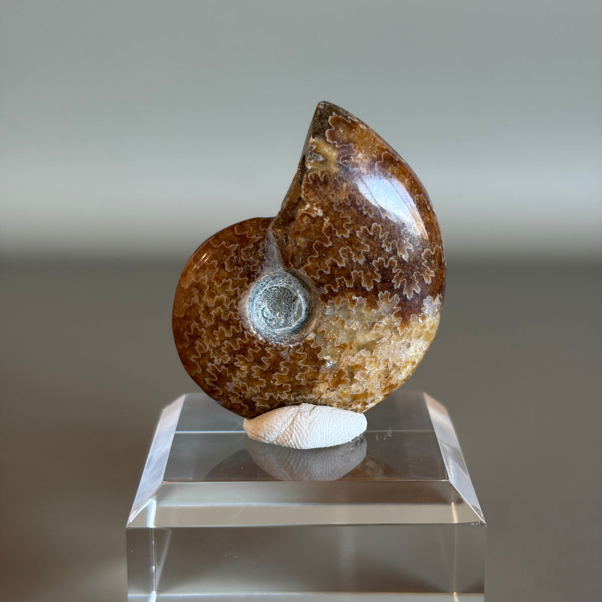 Ammonite Fossil 004