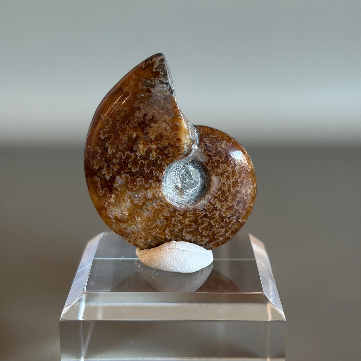 Ammonite Fossil 004