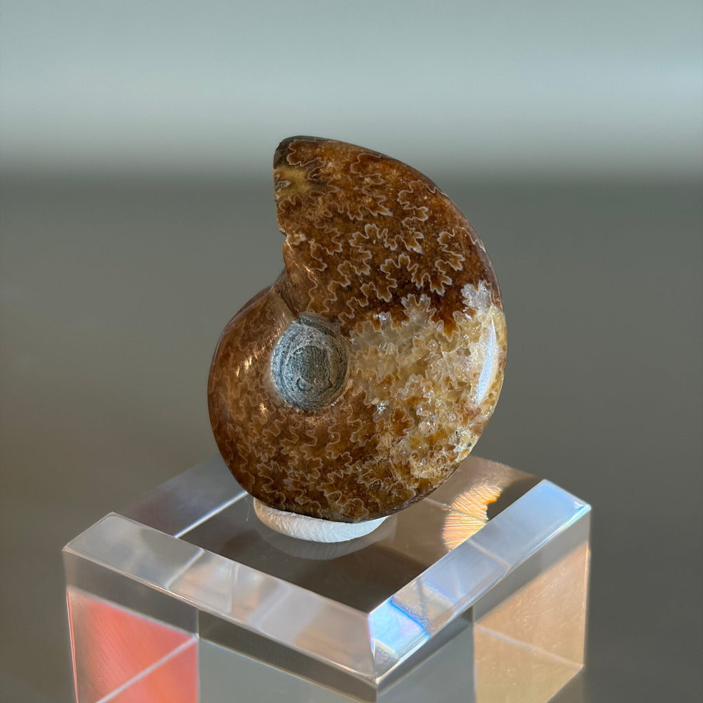 Ammonite Fossil 004