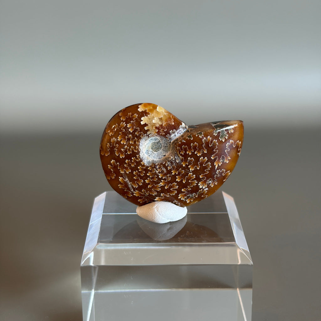 Ammonite Fossil 005