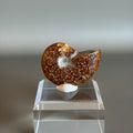 Ammonite Fossil 005