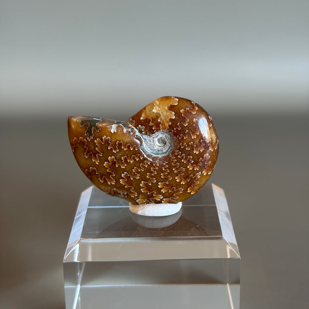 Ammonite Fossil 005