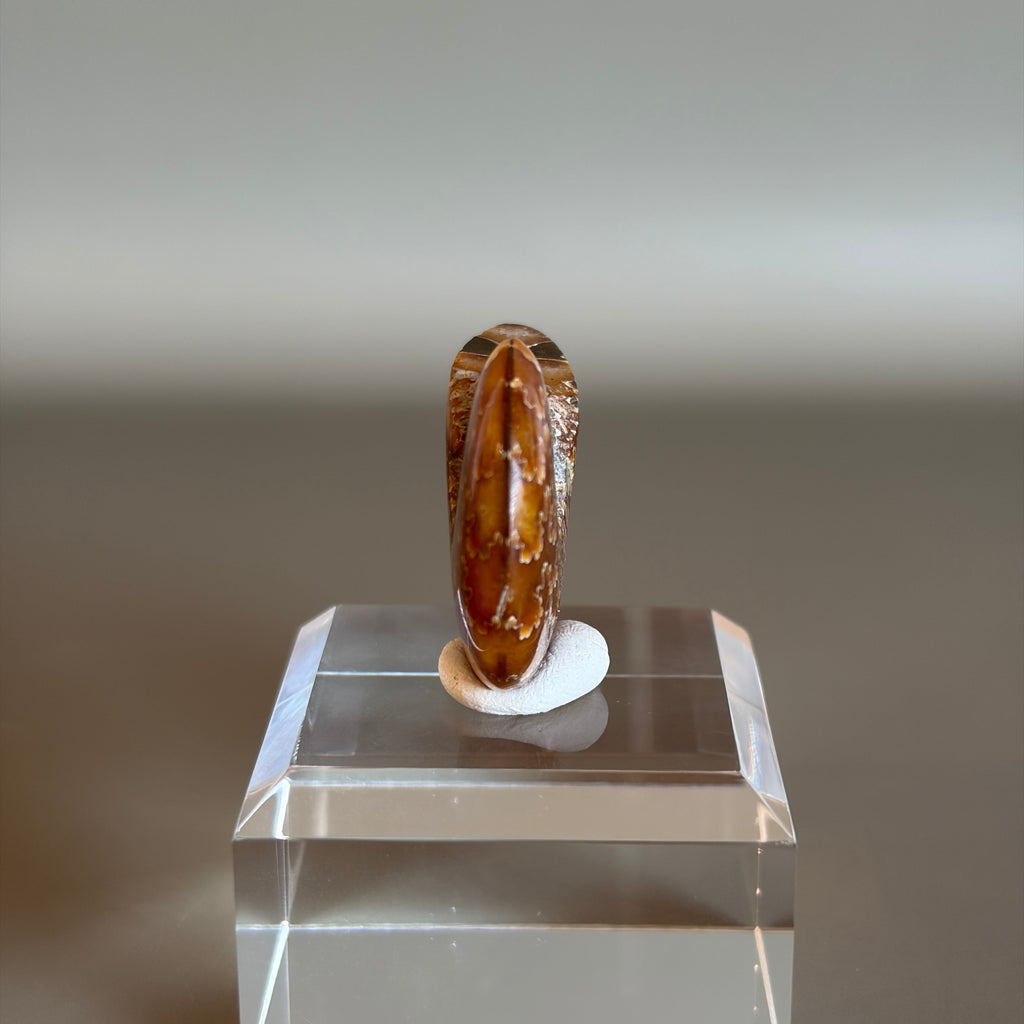 Ammonite Fossil 005