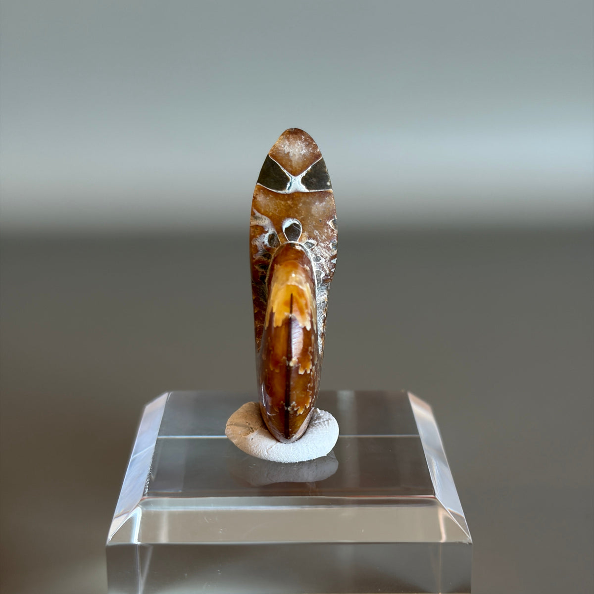 Ammonite Fossil 005