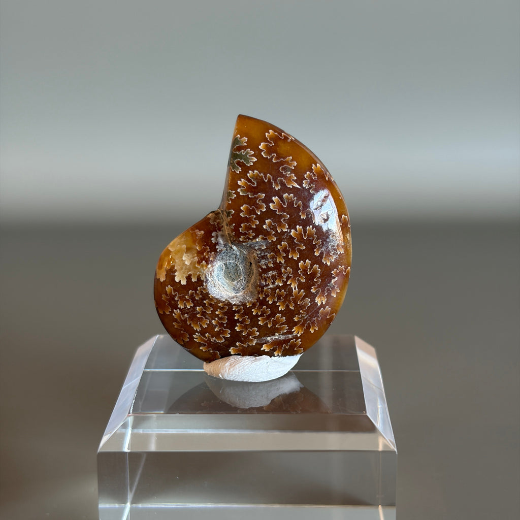 Ammonite Fossil 005