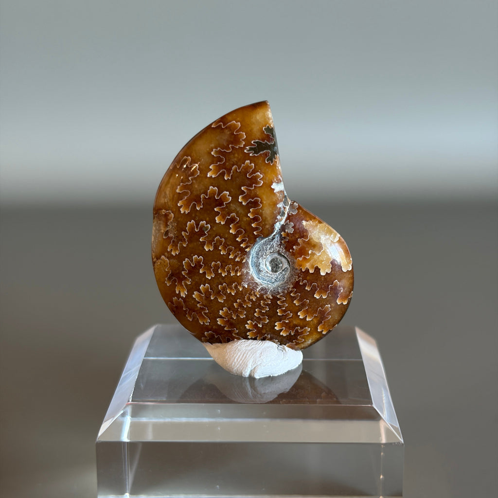 Ammonite Fossil 005