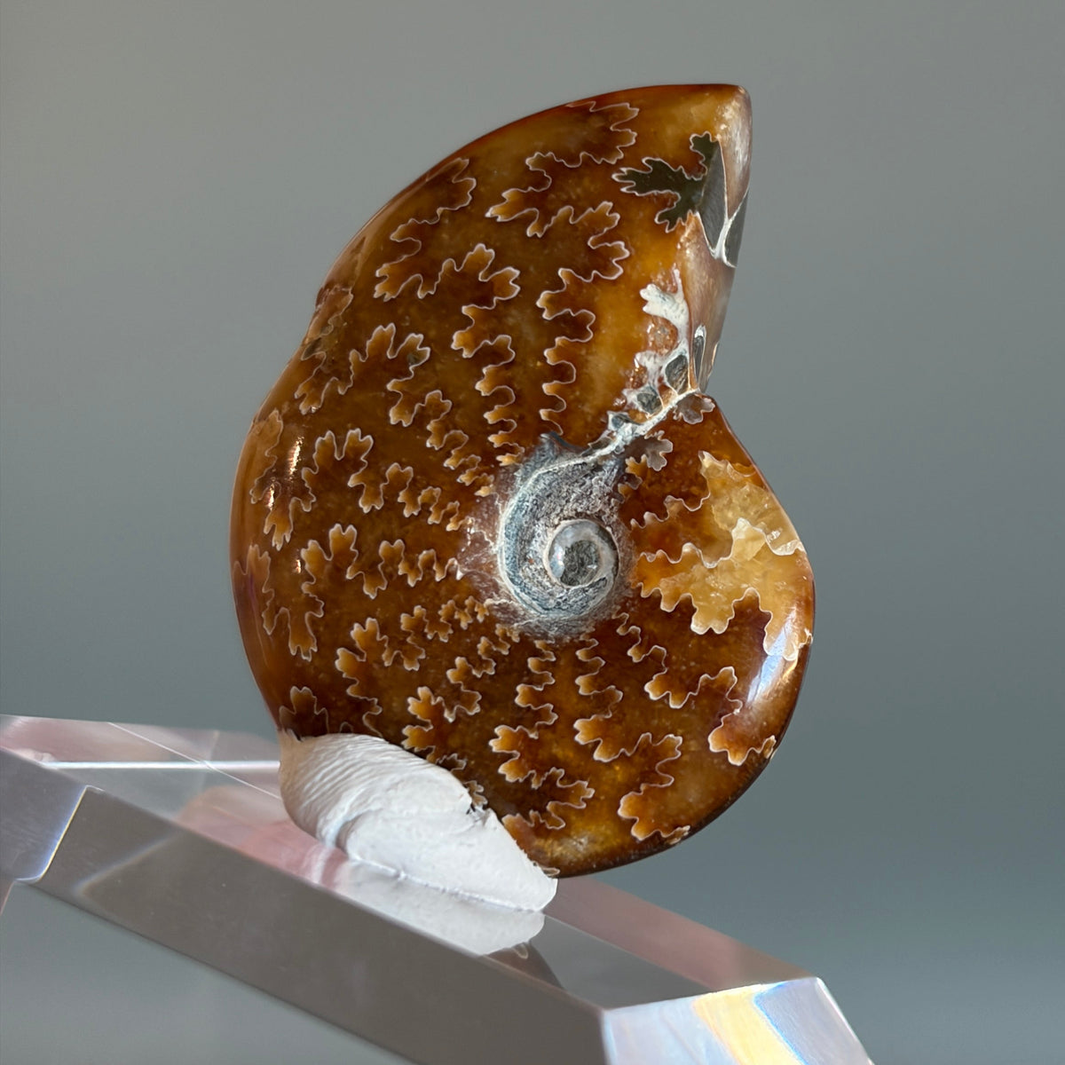 Ammonite Fossil 005
