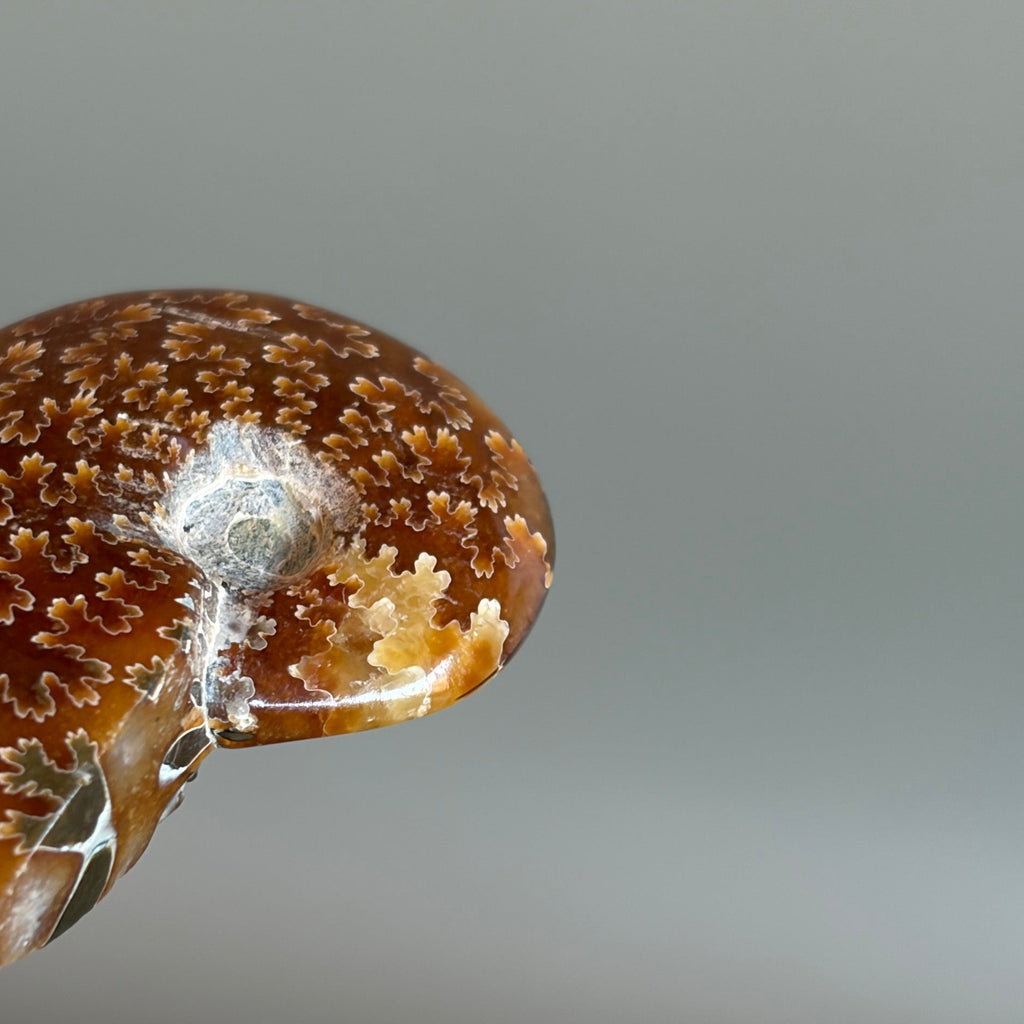 Ammonite Fossil 005