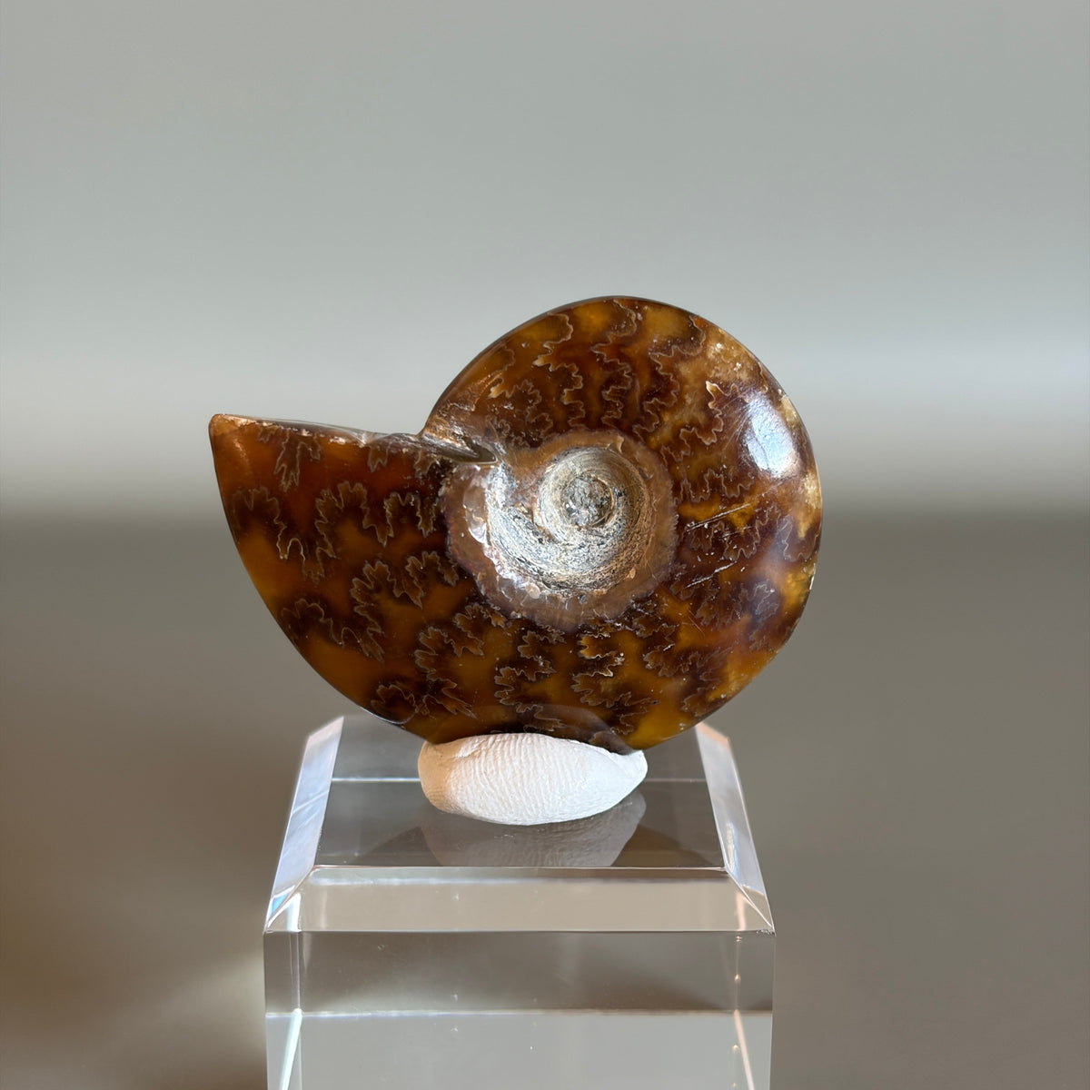Ammonite Fossil 003