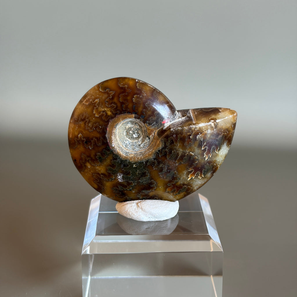 Ammonite Fossil 003