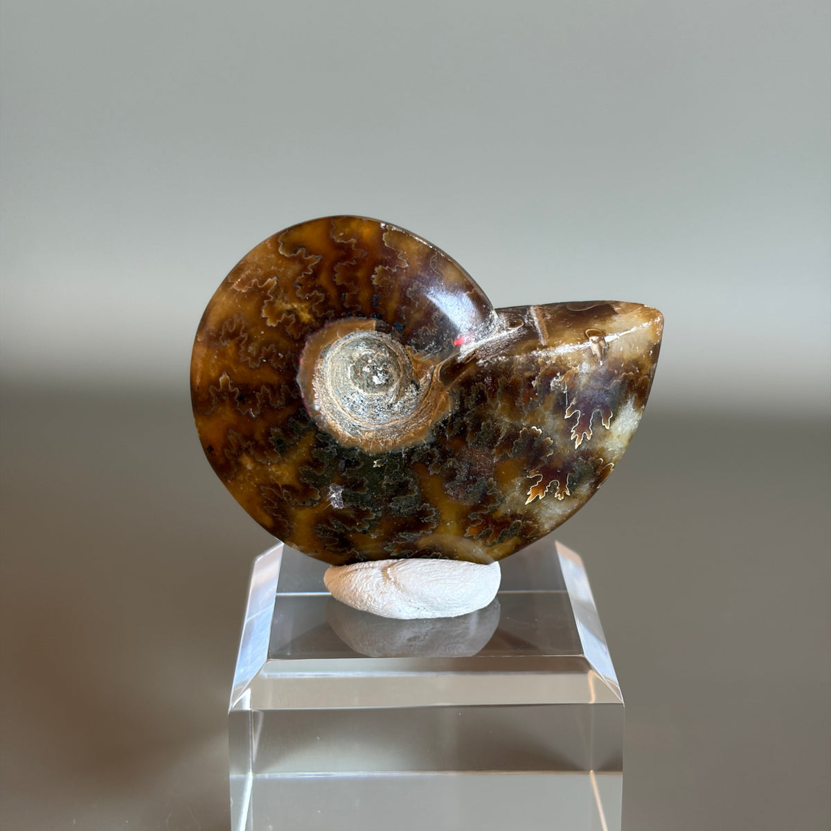 Ammonite Fossil 003