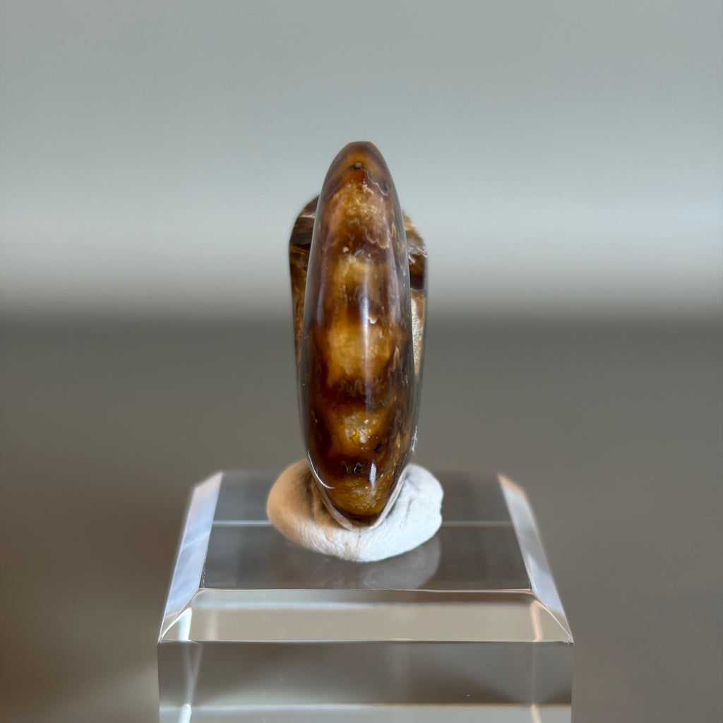 Ammonite Fossil 003