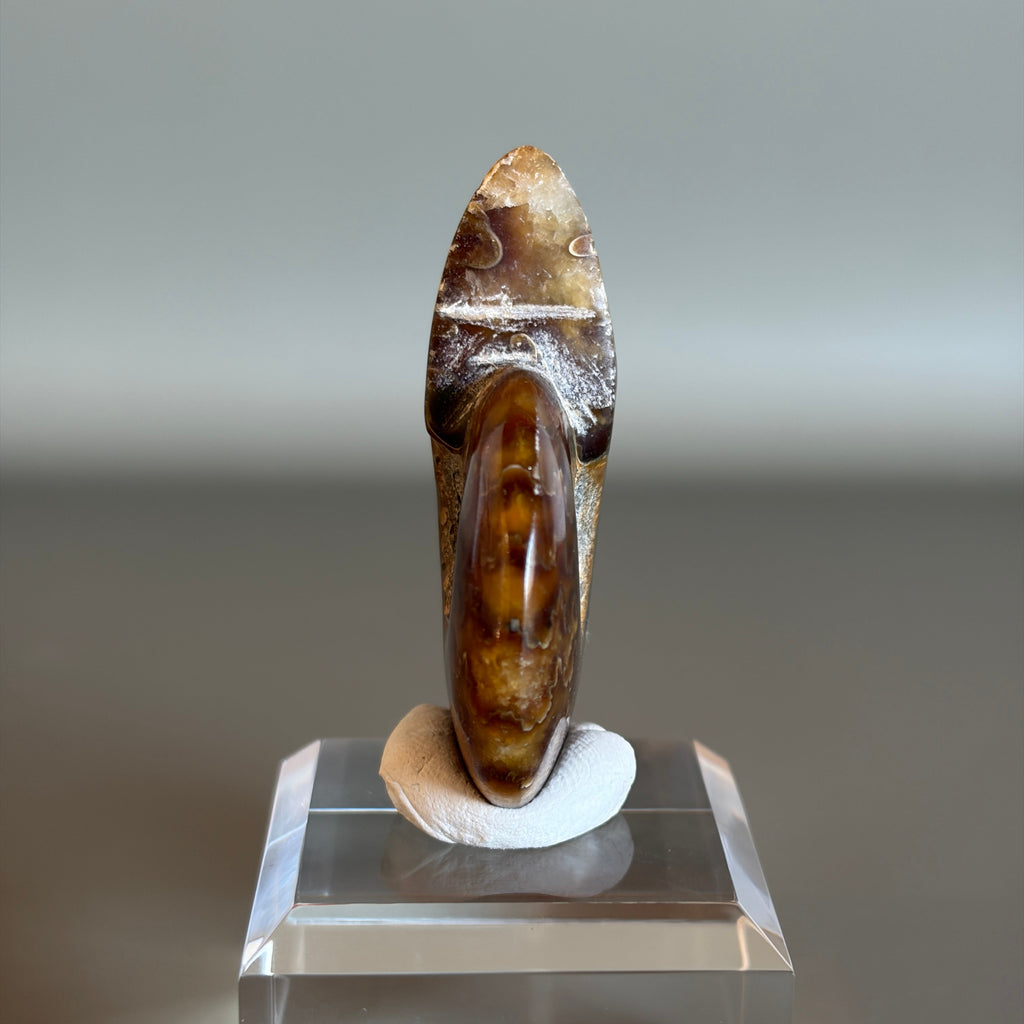 Ammonite Fossil 003