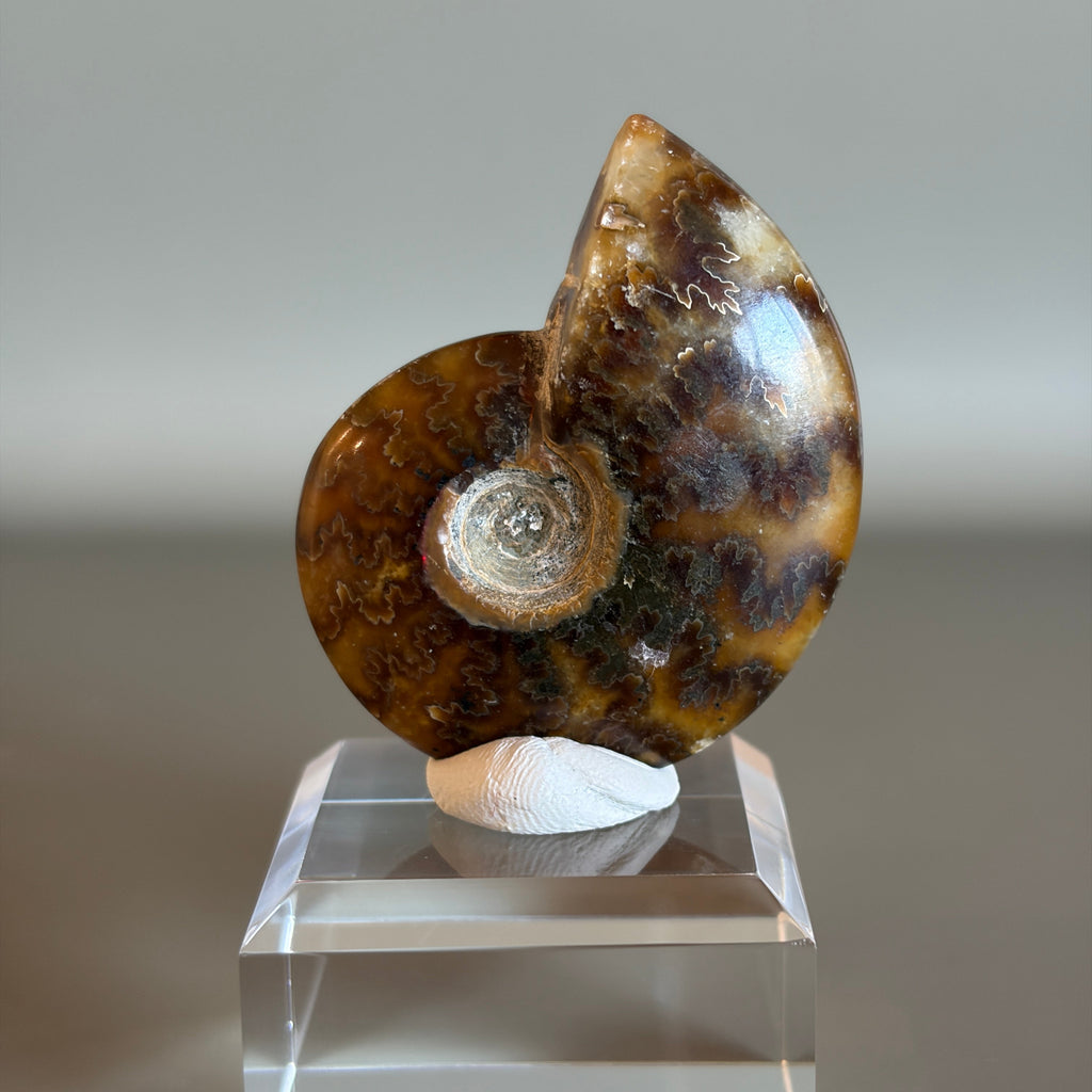 Ammonite Fossil 003