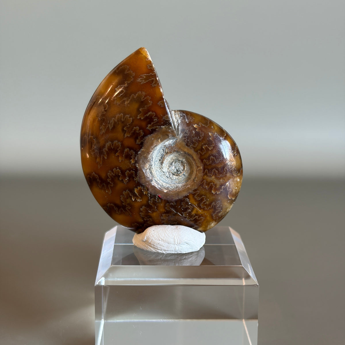 Ammonite Fossil 003
