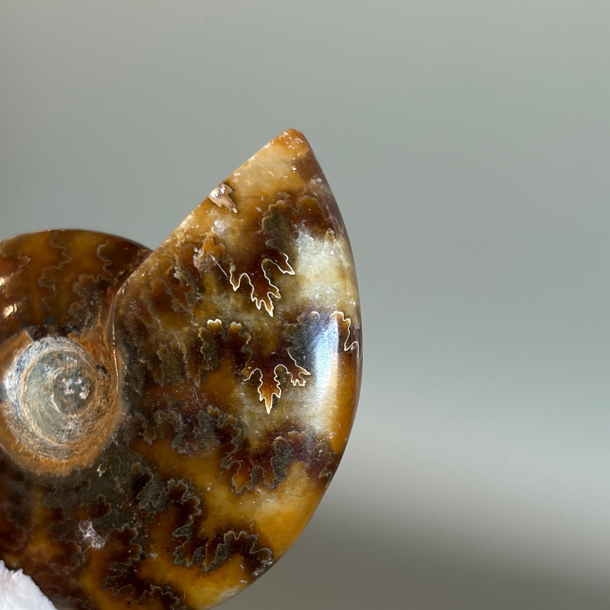 Ammonite Fossil 003