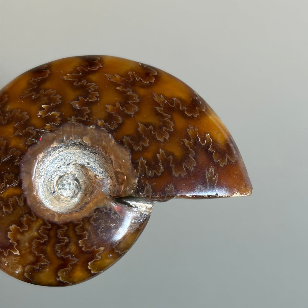 Ammonite Fossil 003