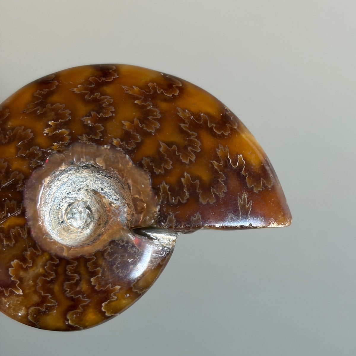 Ammonite Fossil 003