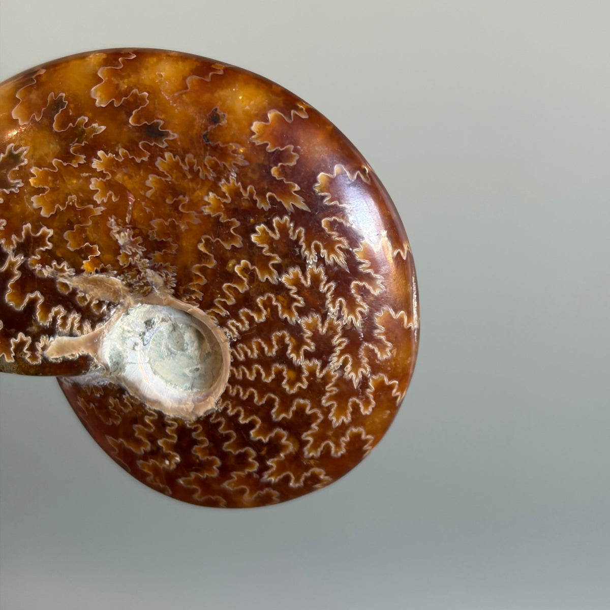 Ammonite Fossil 002