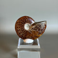 Ammonite Fossil 002