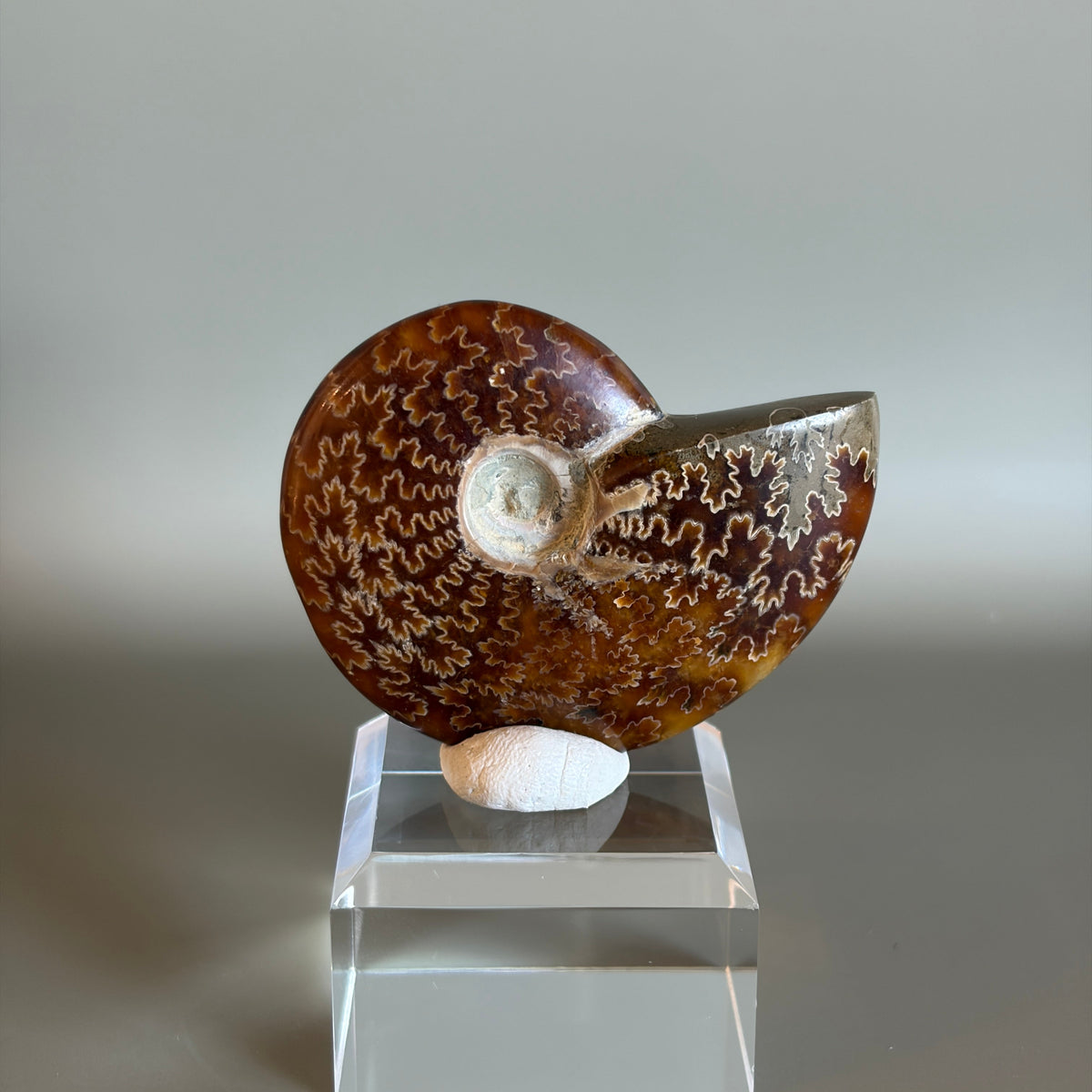 Ammonite Fossil 002