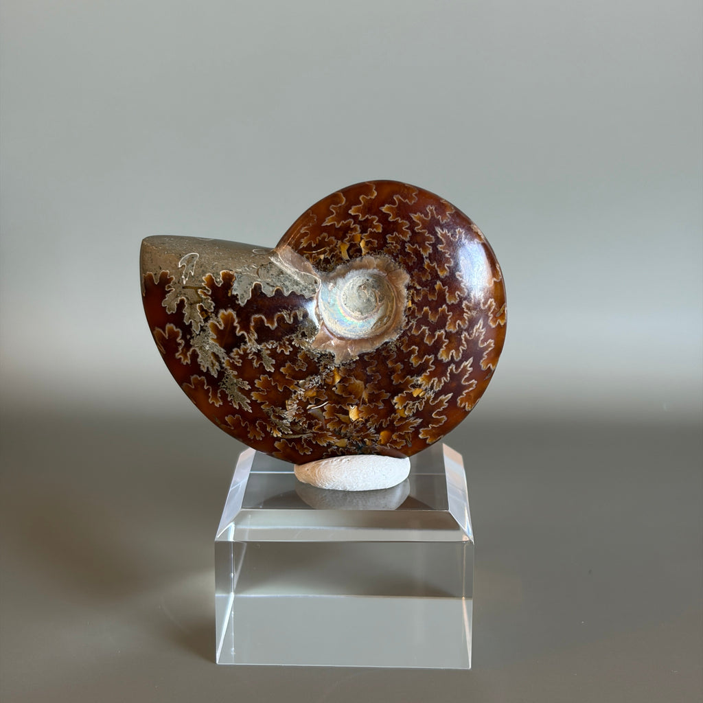 Ammonite Fossil 002
