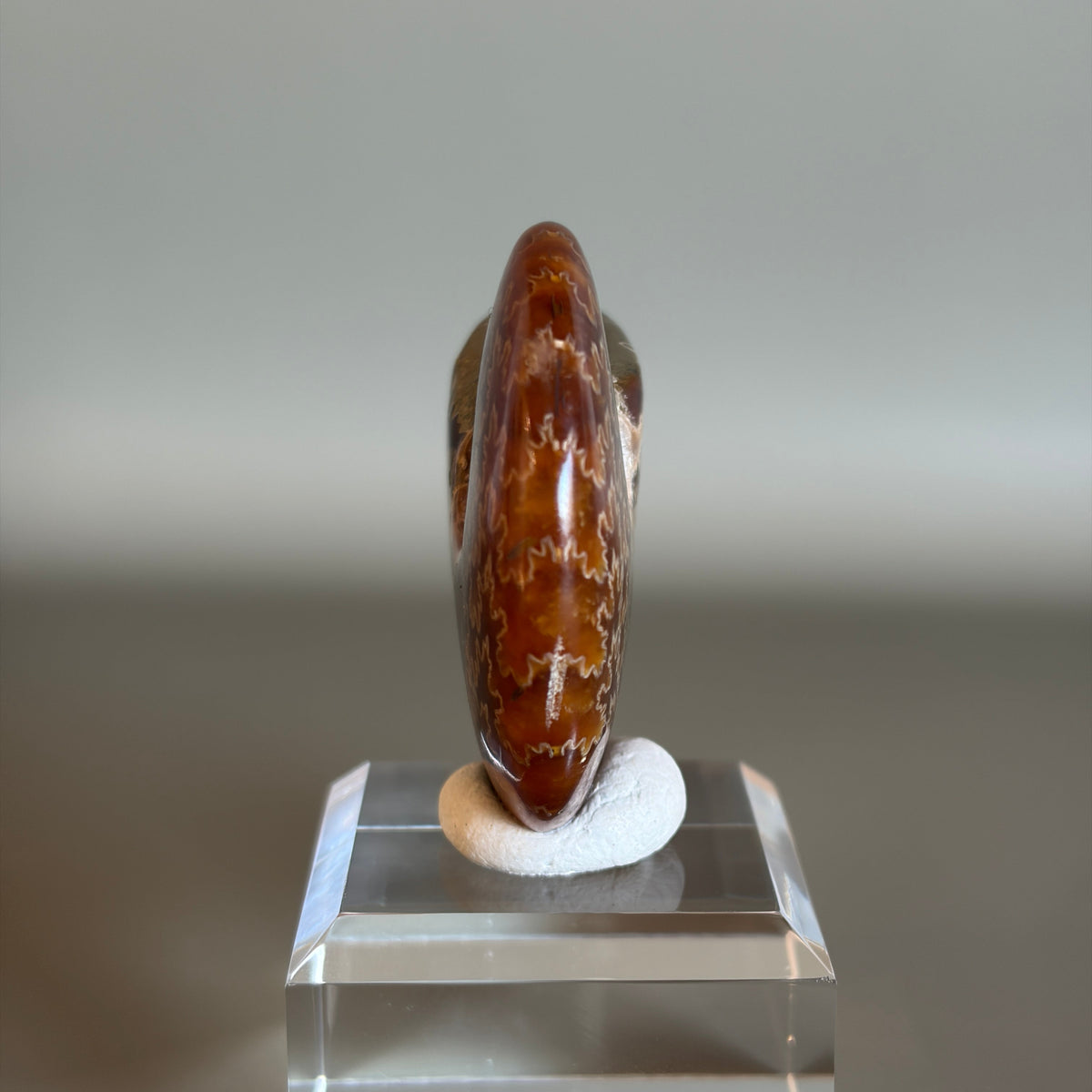 Ammonite Fossil 002