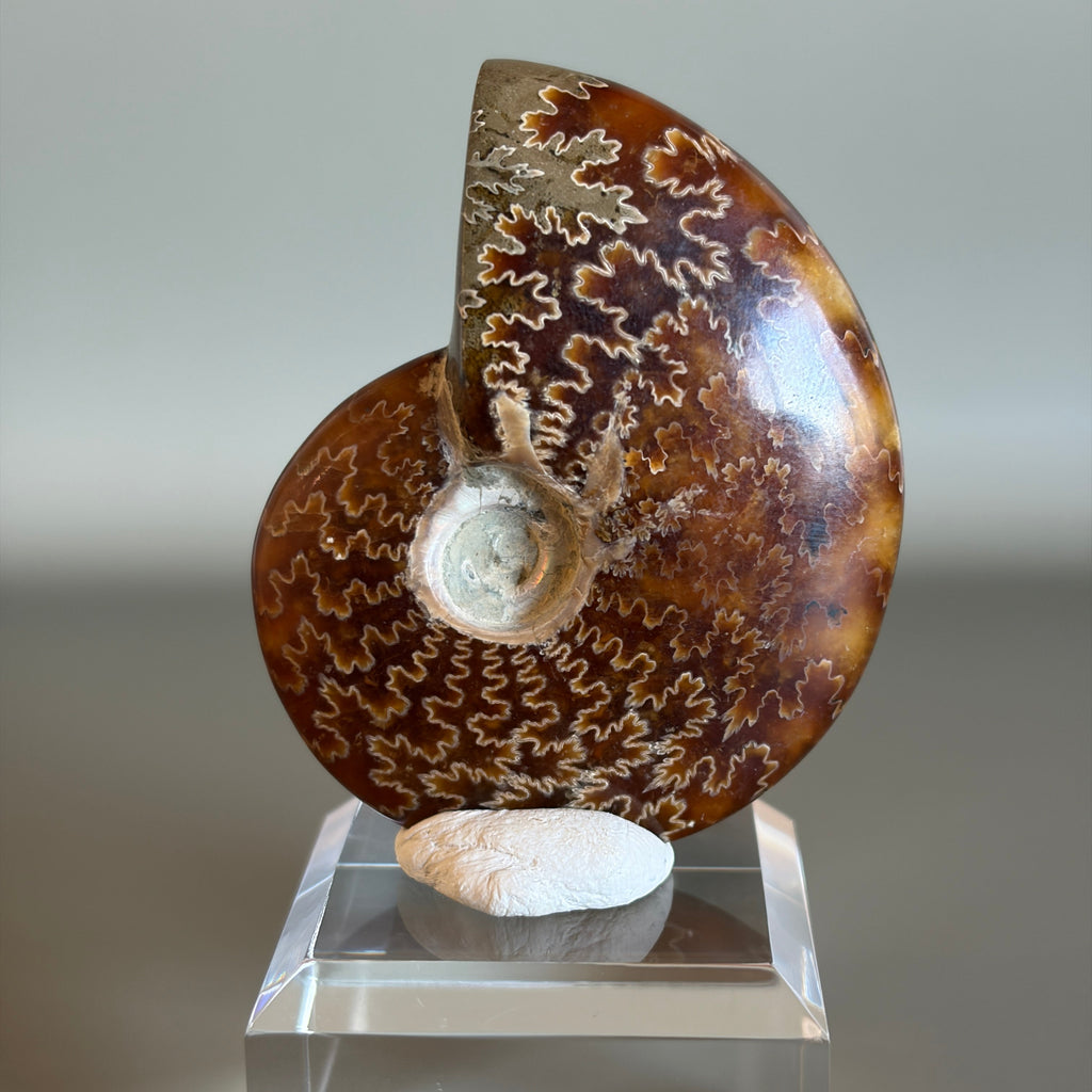 Ammonite Fossil 002