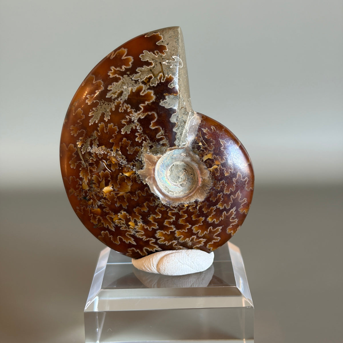 Ammonite Fossil 002