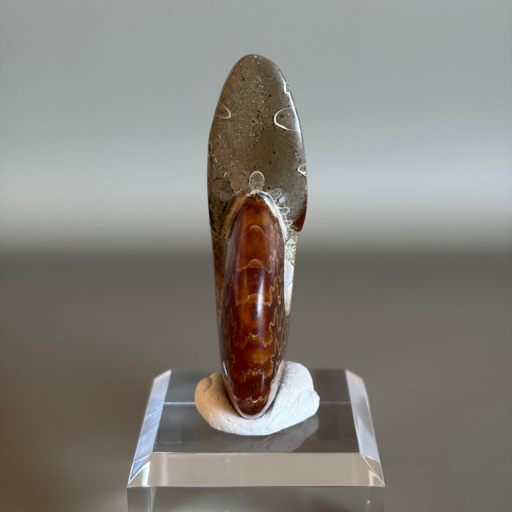 Ammonite Fossil 002