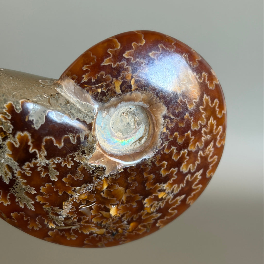 Ammonite Fossil 002