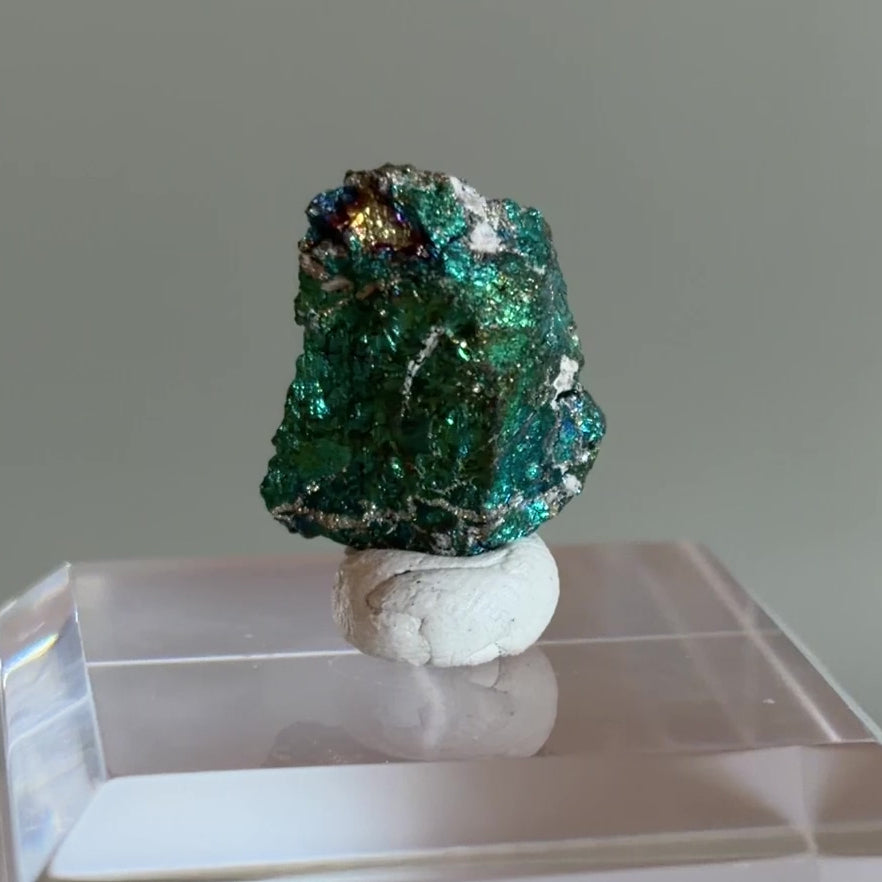 Peacock Ore 013